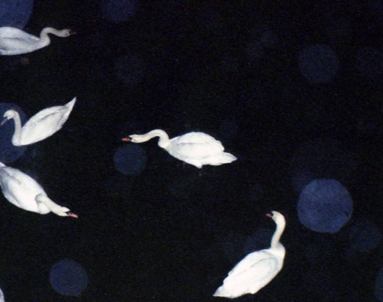 Ayla Hibri, Swans In The Night, 2015. Ink jet on fine art paper, 1m x 66cm. Edition 1/5