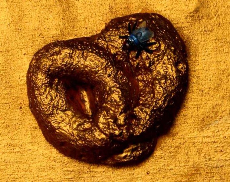 Inaya Fanis Hodeib (1983), The Glorious Turd. Courtesy of Inaya Fares Hodeib and Ramzi and Saeda Dalloul Art Foundation. Artwork chosen by the foundation’s director Dr Basel Dalloul
