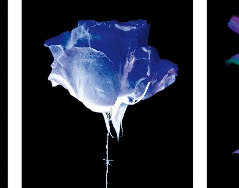 Yves Hayat, “Fleurs Blessées” Triptych, 2017. Inkjet print under transparent plexiglass and dibond, 150 x 75 cm. Copyright: © Hayat 2017. Courtesy of Mark Hachem Gallery